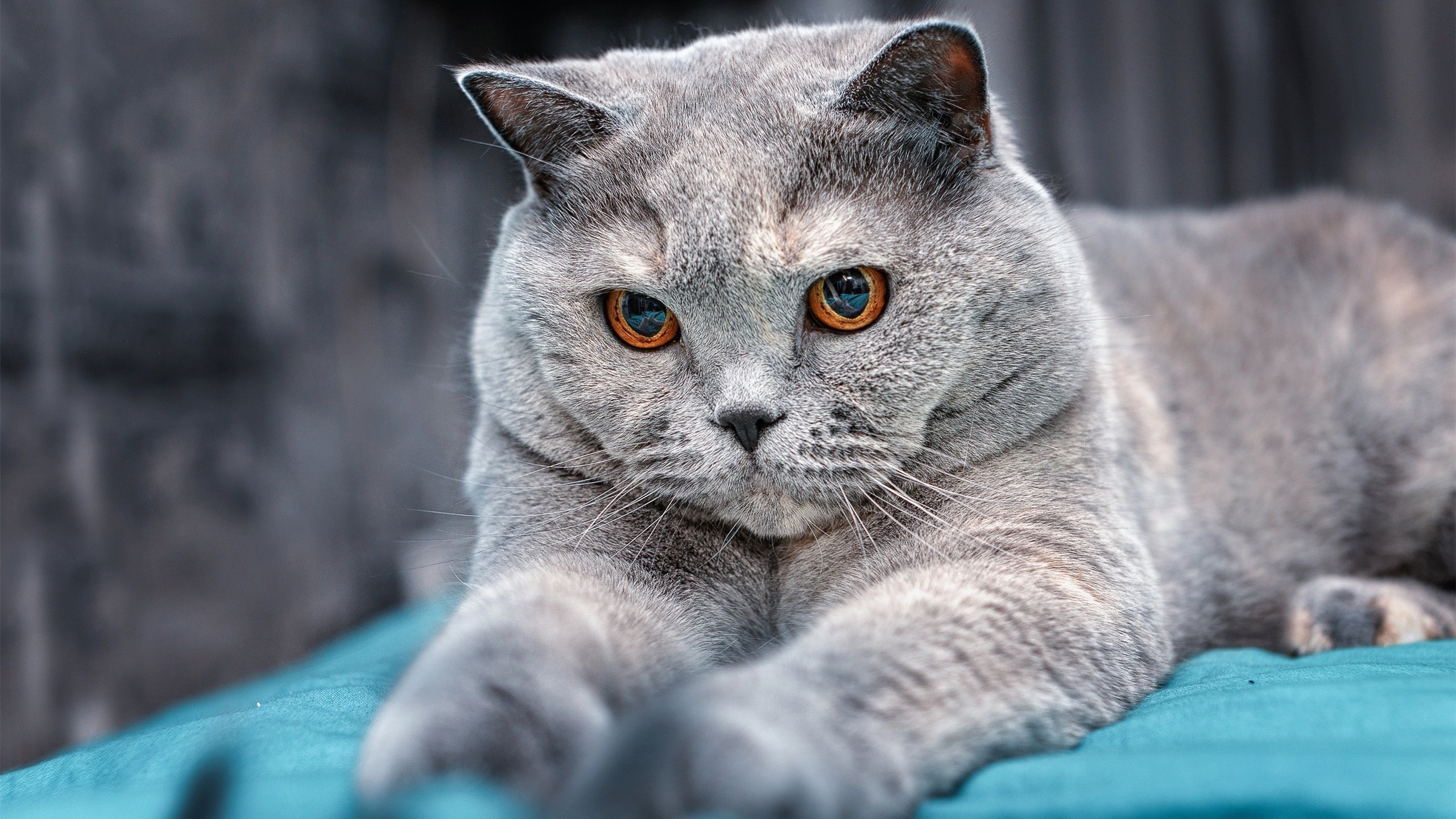 _国际网球巡回赛：精彩不断，期待新纪录_，国际网球锦标赛