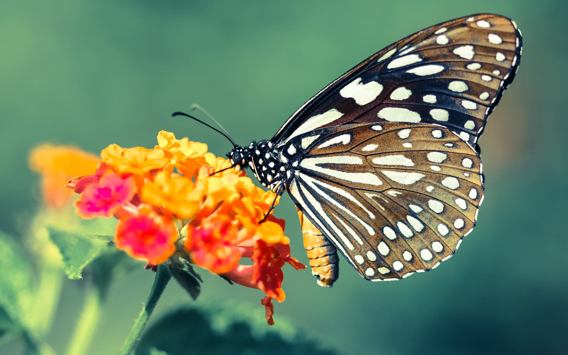 _篮网队攻防兼备,排名持续领先_,篮网队队阵容