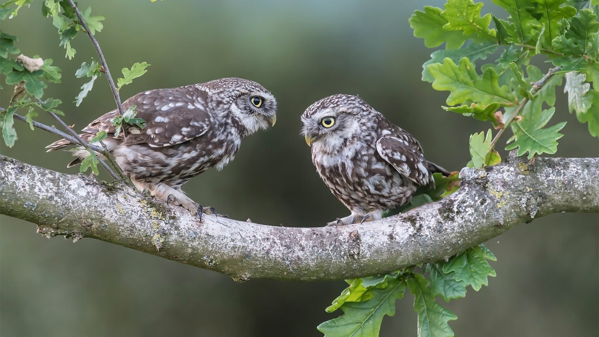 乐鱼电竞在线平台登录入口-中国足球产业政策扶持力度逐步加大，行业前景向好，2020中国足球产业