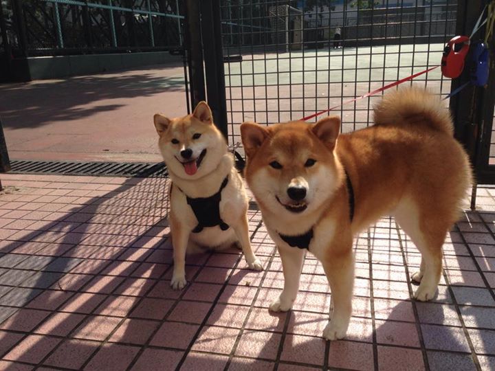 中国篮球文化节盛大举行,弘扬篮球精神,宣传篮球文化