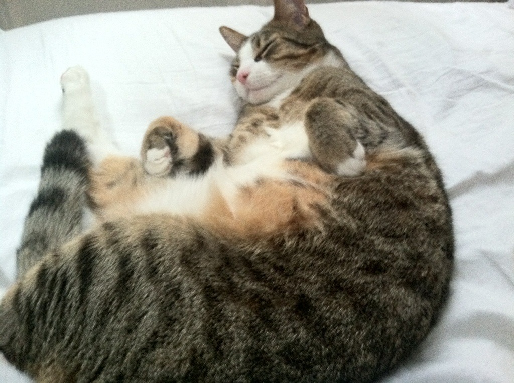 光明记忆“未来之战”线上公会大战火爆燃烧,游戏未来之光