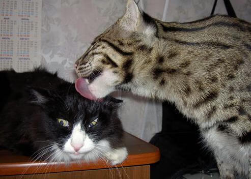 LeyuSports-印度尼西亚骑手Nurstdinov Zayan Fatih在“Pink Polo”赛事中参加CSIJB障碍赛，展示出色骑术。