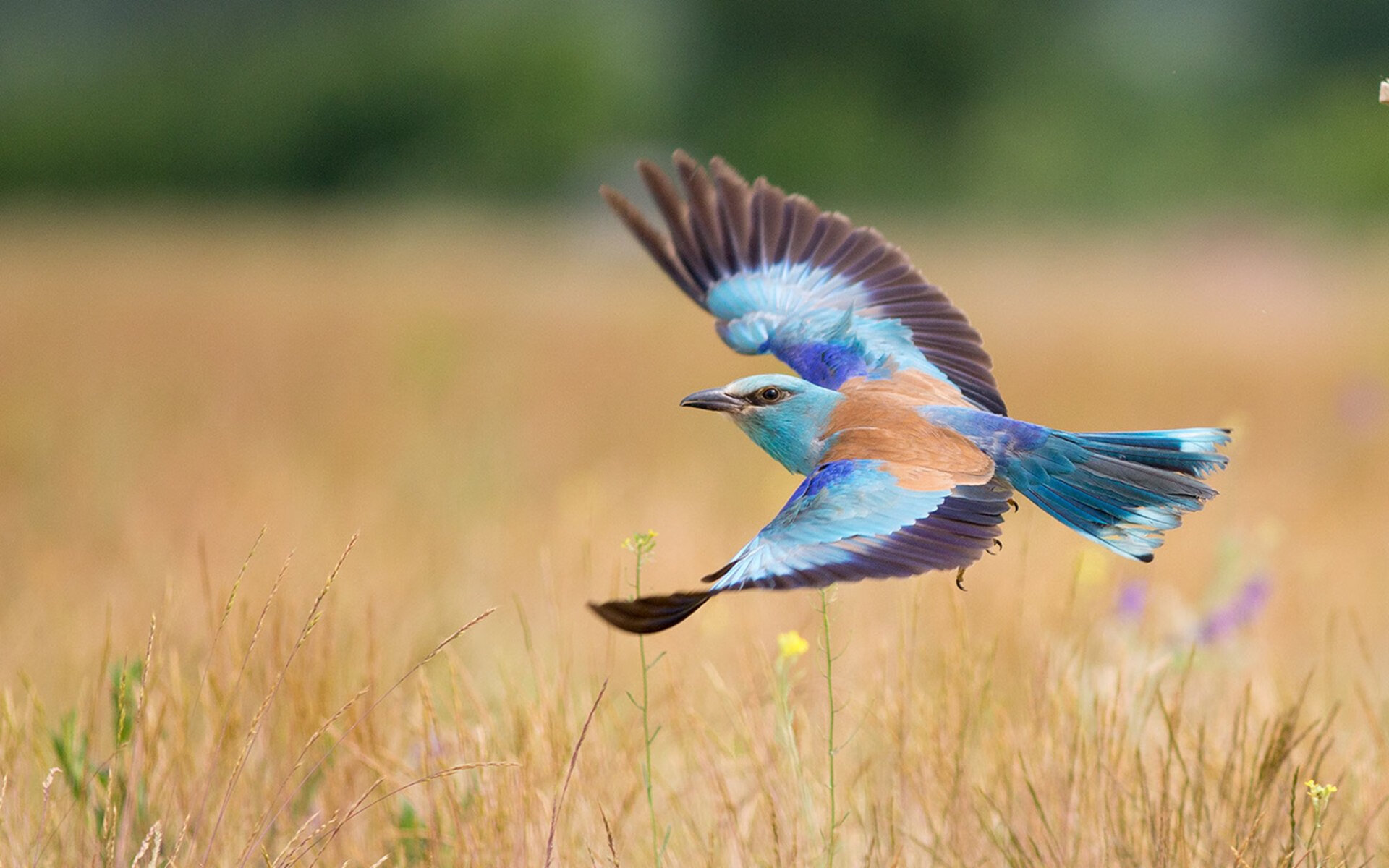 Leyu Sports (乐鱼体育)-场上战术：不同球队的打法对抗分析，球队战术怎么设置