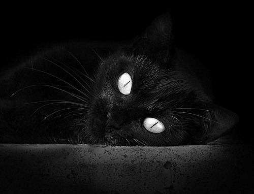 战术大师:分析NBA顶级战术布置的奥秘,nba战术术语