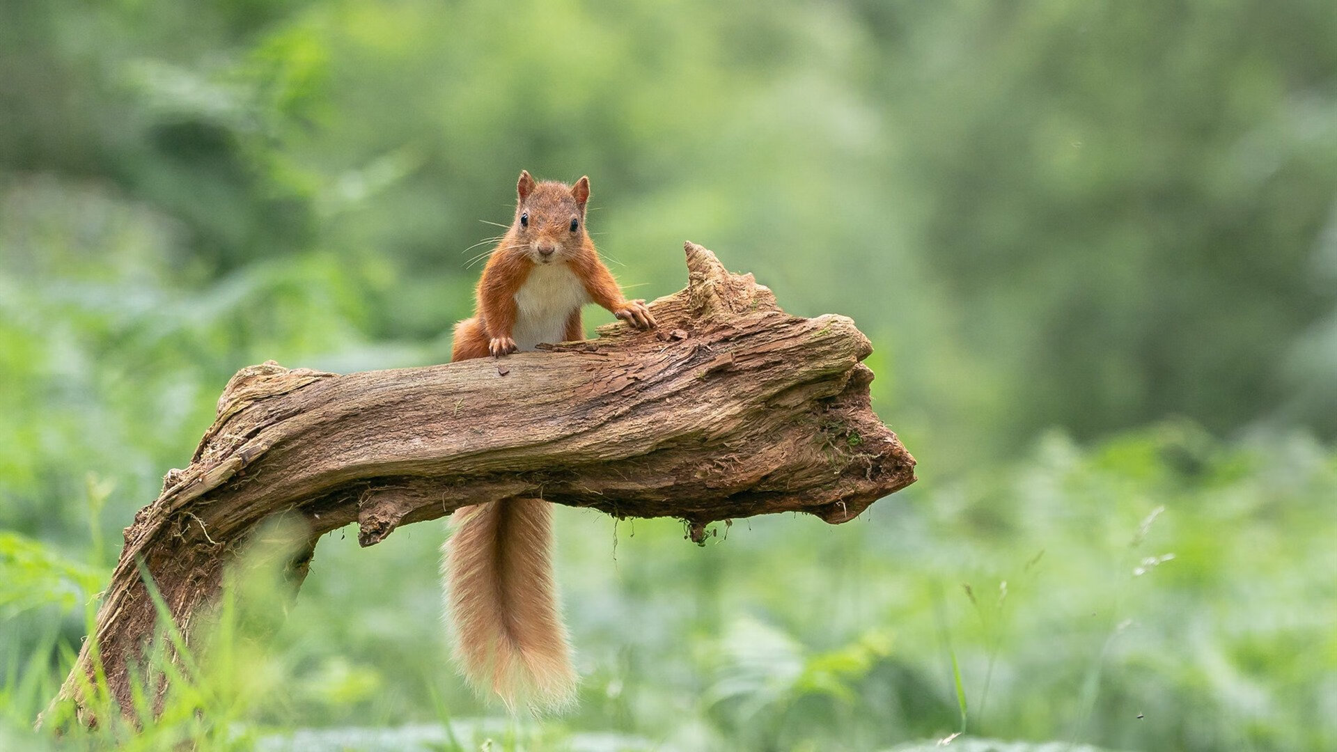 电竞设备升级推进比赛公平公正,电竞设备配置