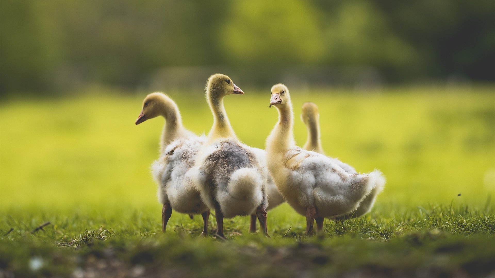 电竞文化走进校园，青少年爱好逐步多样化，电竞对青少年