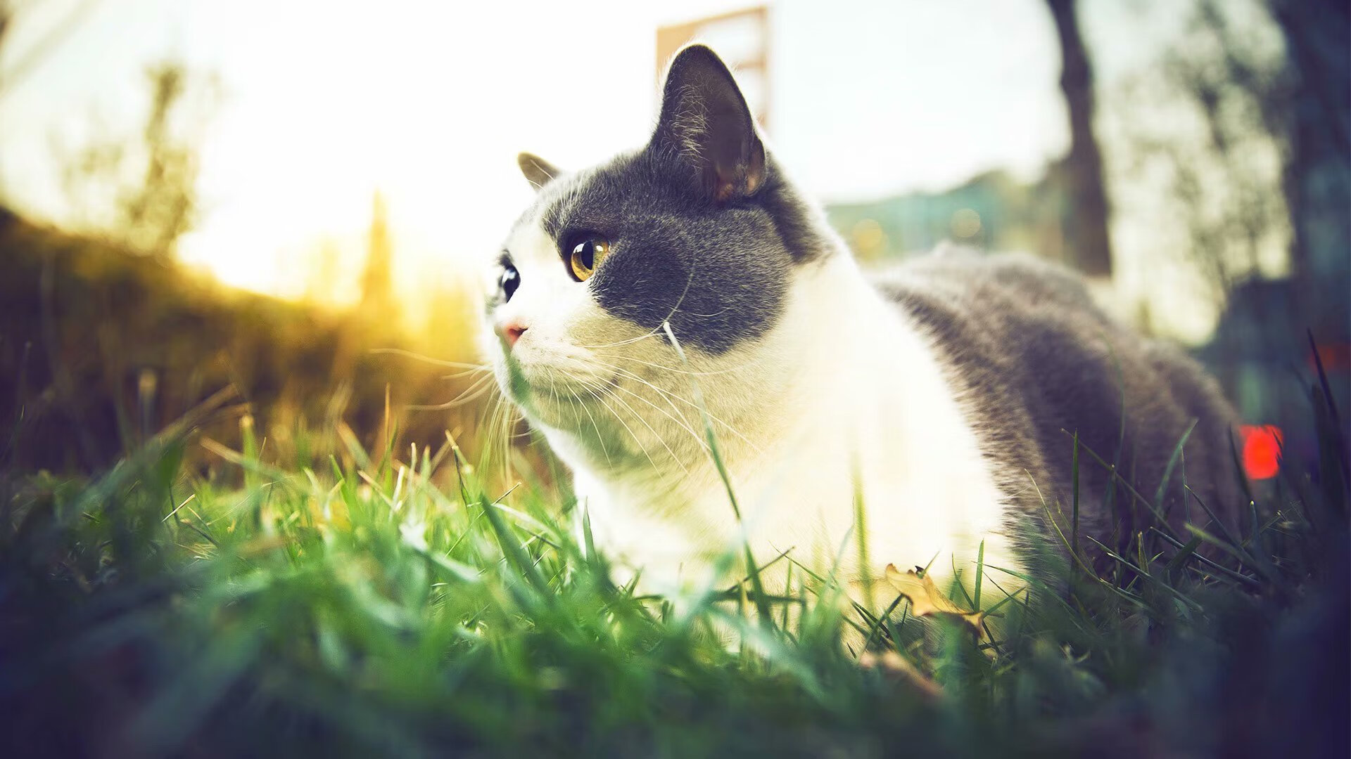 leyu乐鱼体育综合-赛场多面手：李明攻防两端表现都极为出色！，李明比赛视频