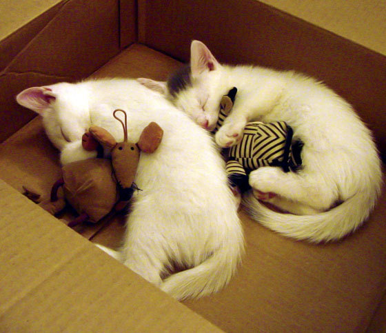 上海飞虎客场负于浙江金牛队,遇到三连败,上海飞虎牌油漆专卖店