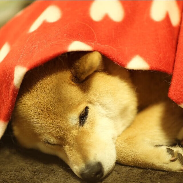 乐鱼电竞在线平台-中国体操男团奥运积分赛排名第一，全队状态神勇，中国体操运动员男奥运冠军