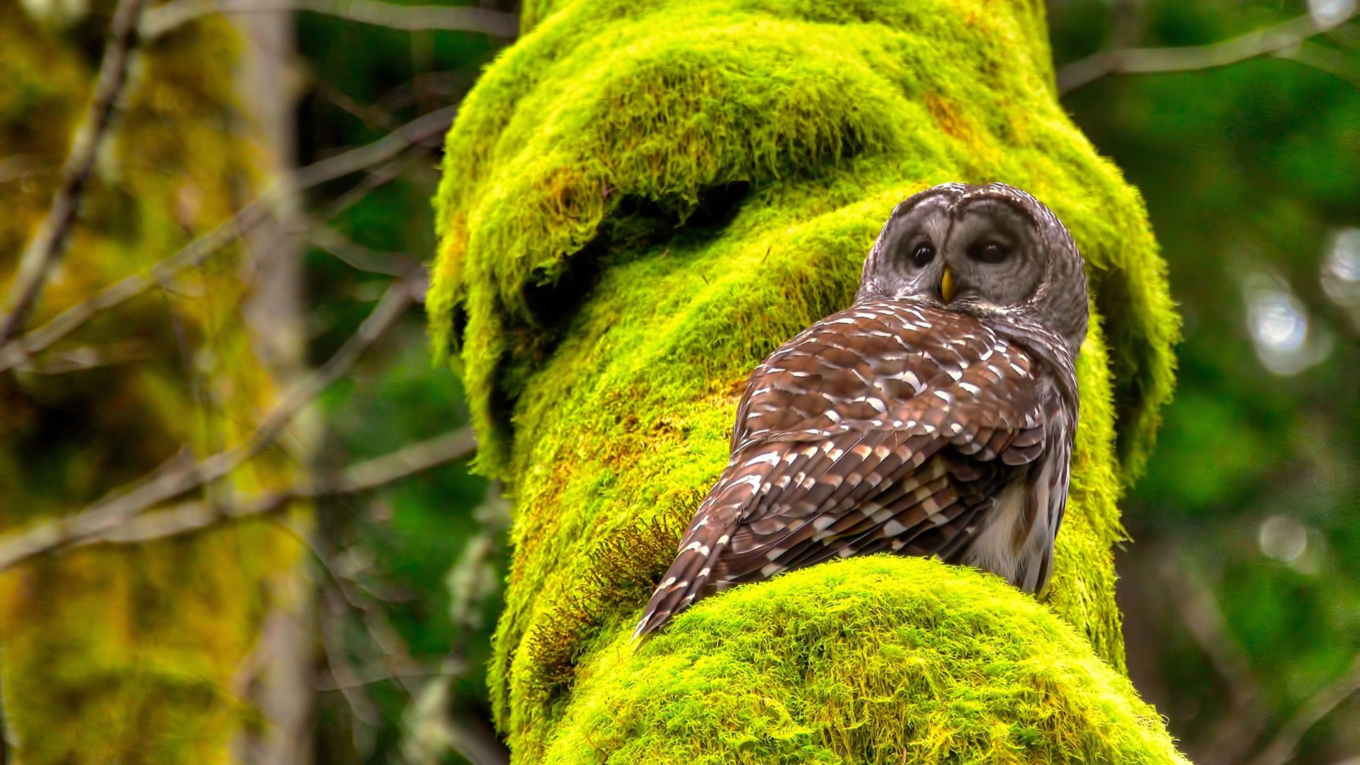 leyu乐鱼在线登录入口-乌迪内斯客场不败，力保不败战绩继续前行，乌迪内斯首发