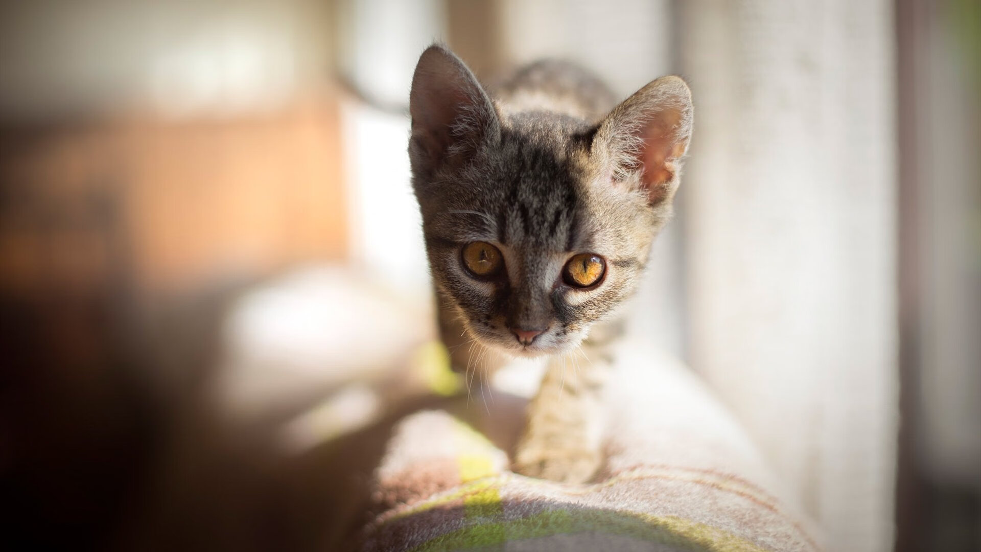 乐鱼官方登录入口-伦纳德传奇篮球生涯再开篇，湖人捍卫总冠军，伦纳德传奇篮球生涯再开篇,湖人捍卫总冠军是谁