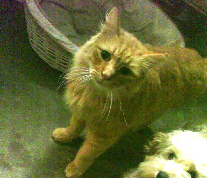 凯撒酋长计划扩建主场,提升球迷体验,凯撒king