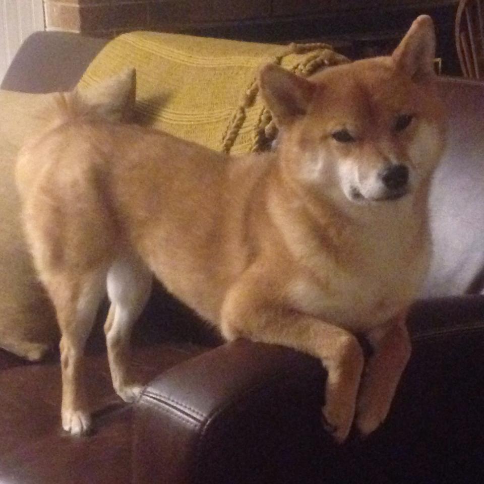 切尔西女足迎战劲敌北伦敦女足,切尔西女足夺冠