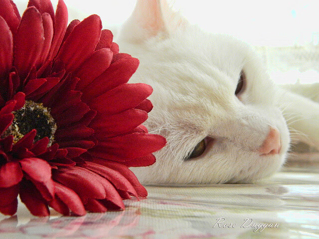 墨西哥男足在巴黎奥运会上表现出色，晋级四强，墨西哥男足奥运会成绩