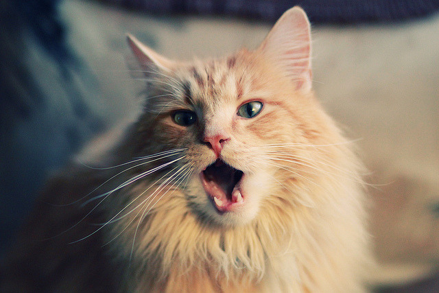 leyu乐鱼-姆巴佩加盟皇马，首秀即戴帽，姆巴佩方面希望皇马尽快介入