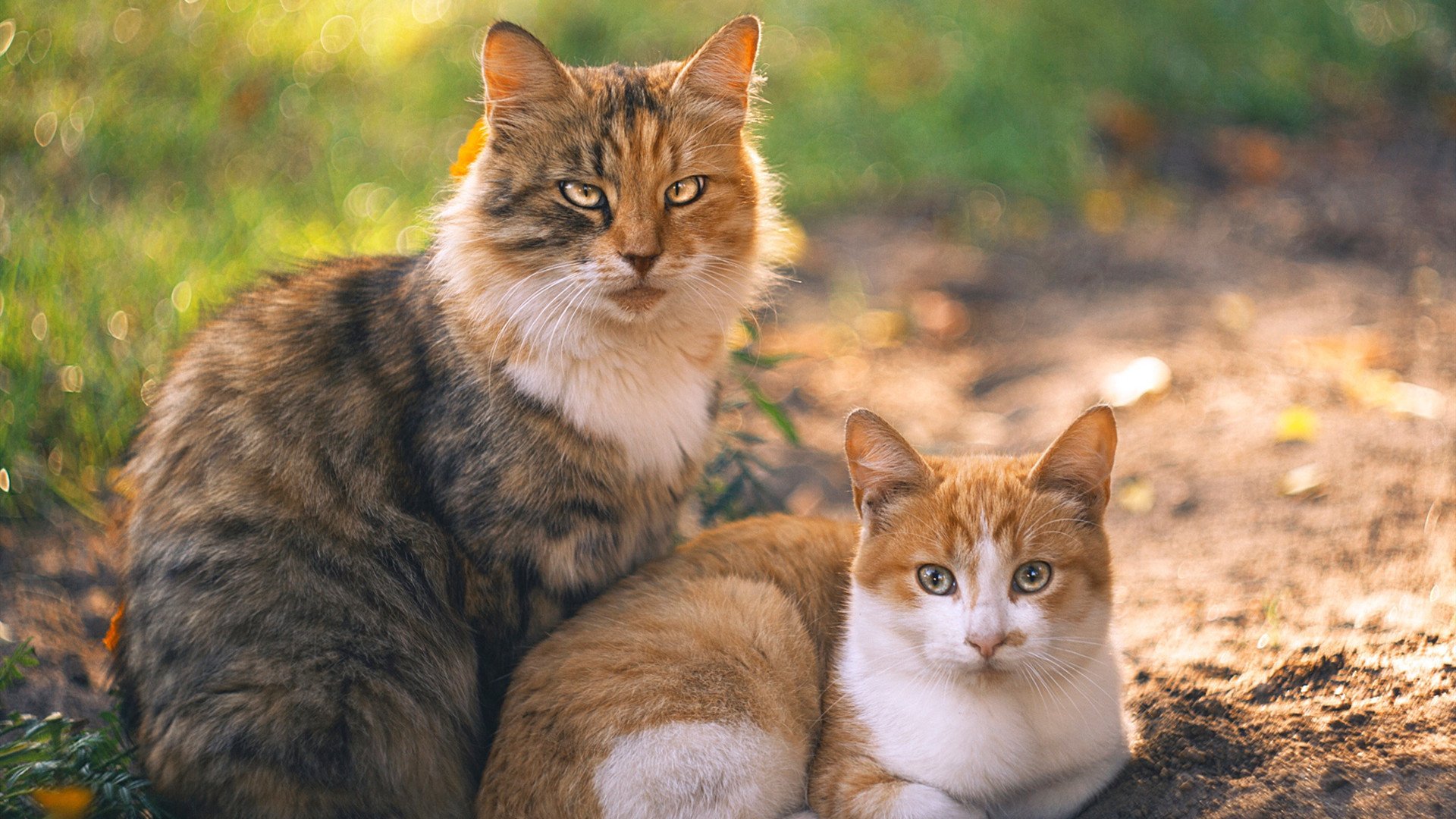 乐鱼官网-富勒姆连续不胜，降级压力日益加大，富勒姆属于哪个城市