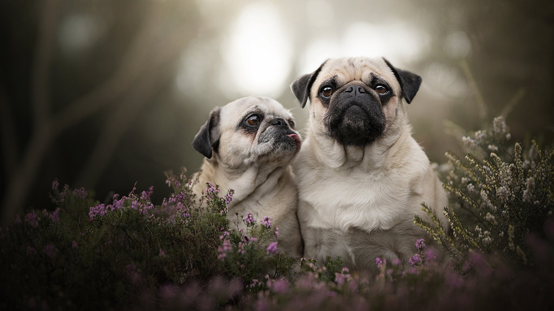 日本新生代球员崭露头角，成为关注焦点，日本新生代男星