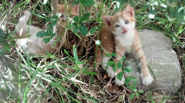 乐鱼体育登录-波黑遭遇意外失利，晋级前景难测，波黑是哪