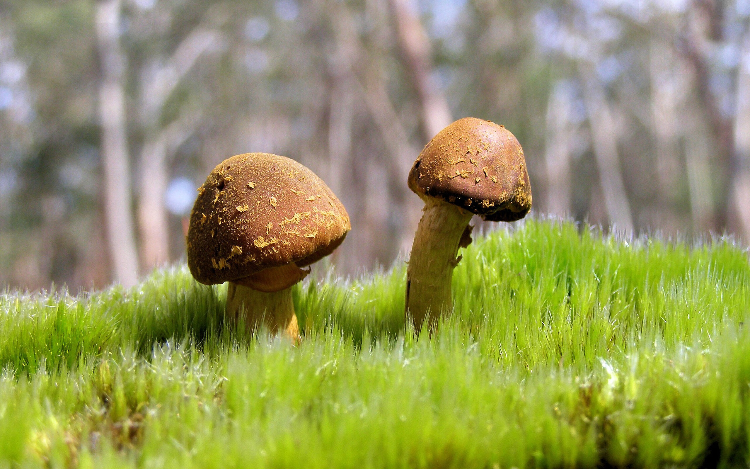 湖人连胜继续詹眉联手发威，湖人联手詹皇视频