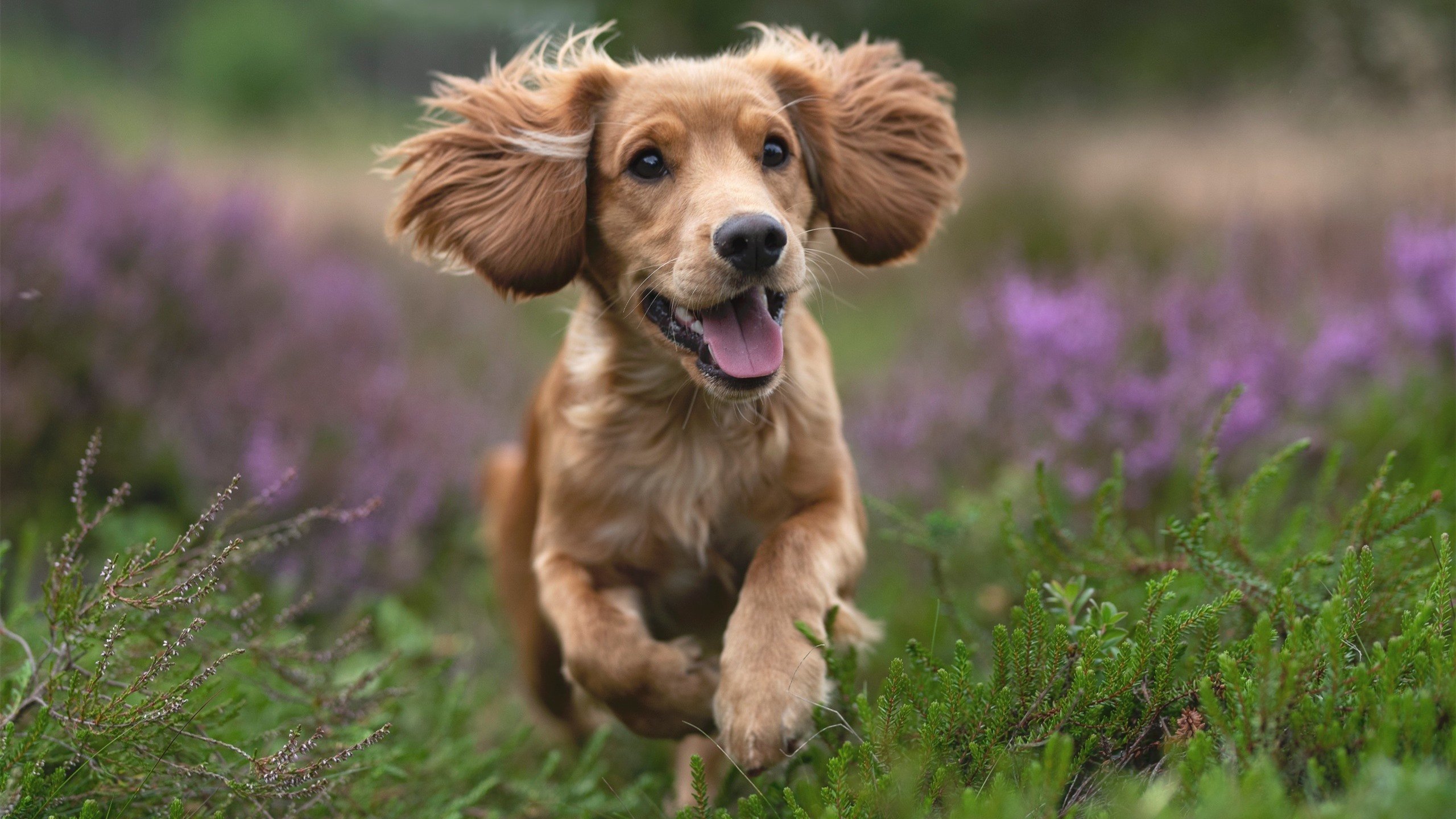 活塞客场击败老鹰，取得关键胜利，nba活塞对老鹰