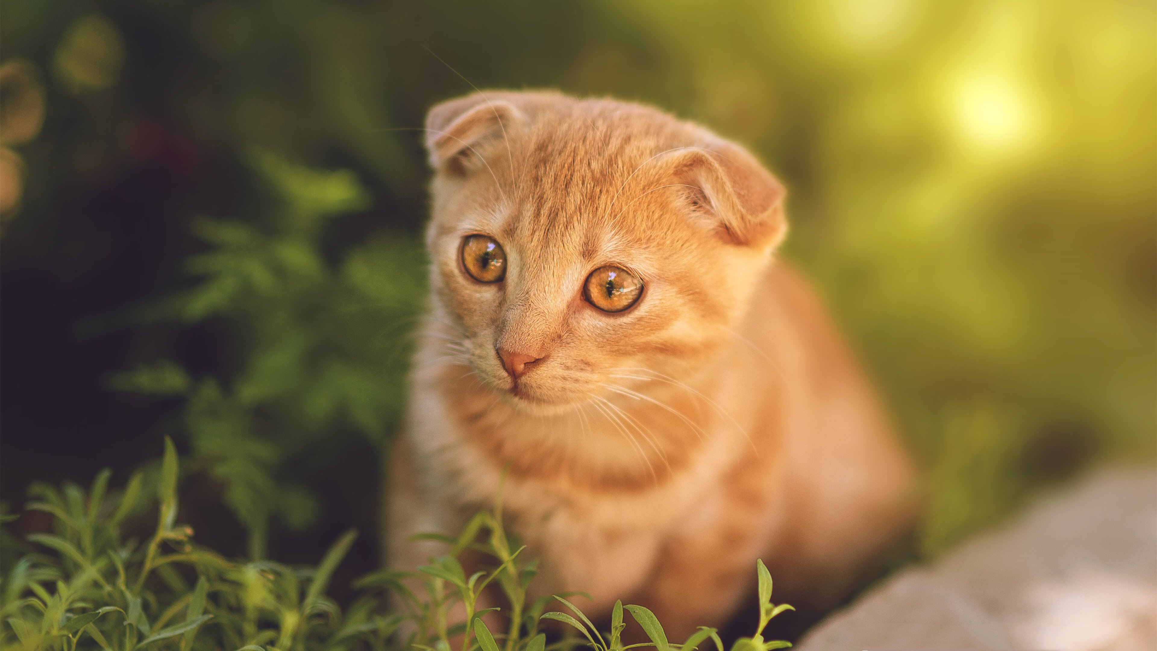 阿尔阿赫利年轻球员获得更多上场时间，阿尔阿赫利什么意思