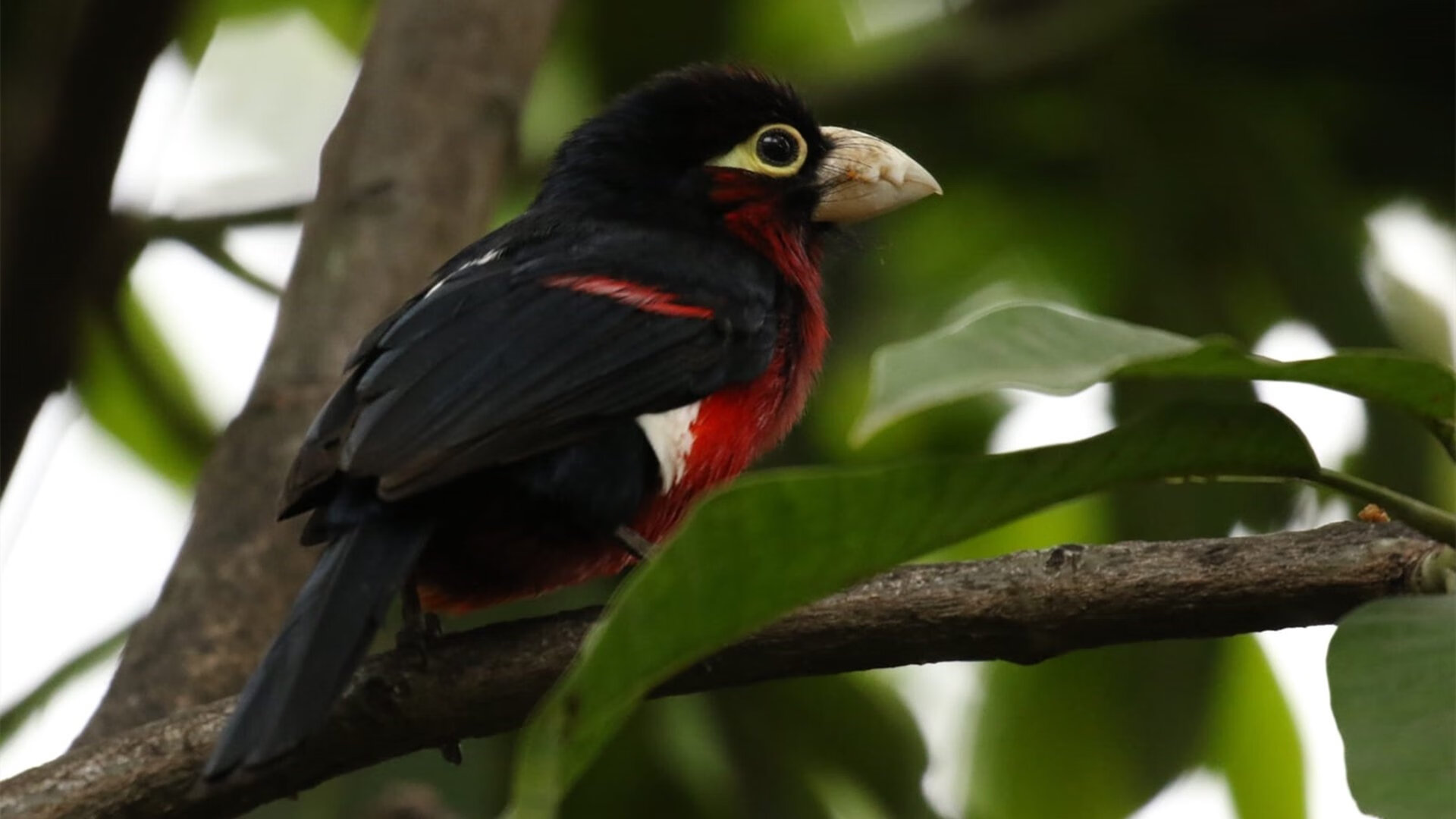 青少年篮球比赛安全管理,学校篮球比赛安全预案