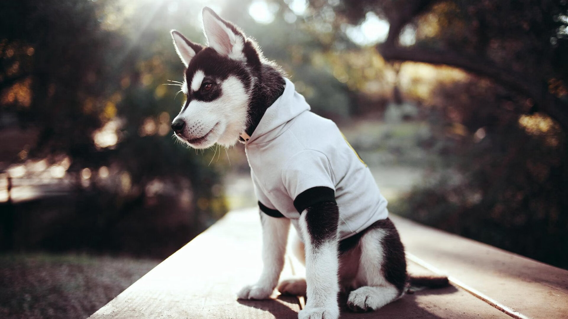 NBA球员替补登场后的比赛效率分析,nba替补球员和角色球员