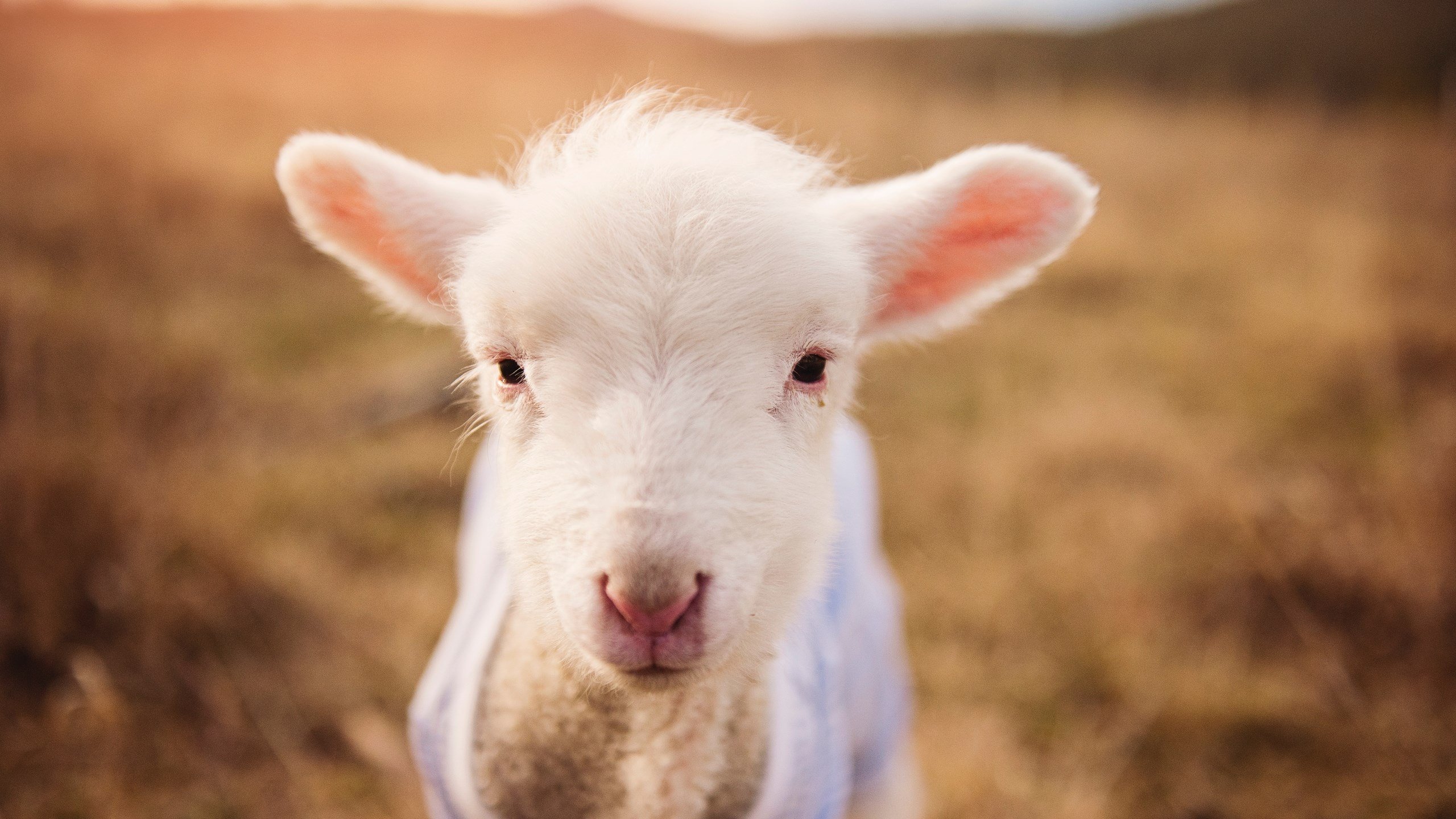 乐鱼app-体育赛事合作模式创新，如何打造体育赛事品牌