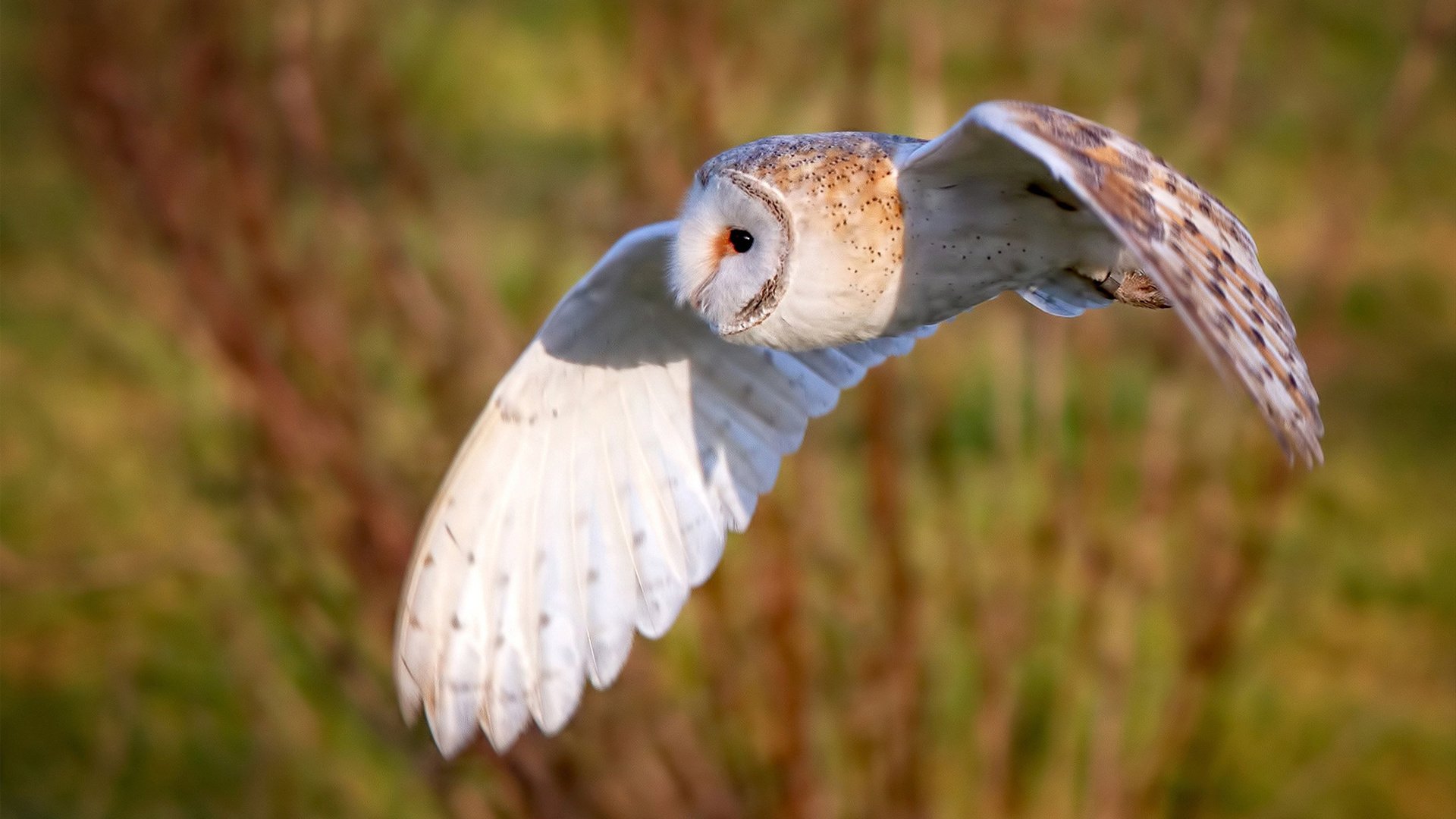 篮球运动员专项技能训练课程开发,篮球专项运动技术训练要点