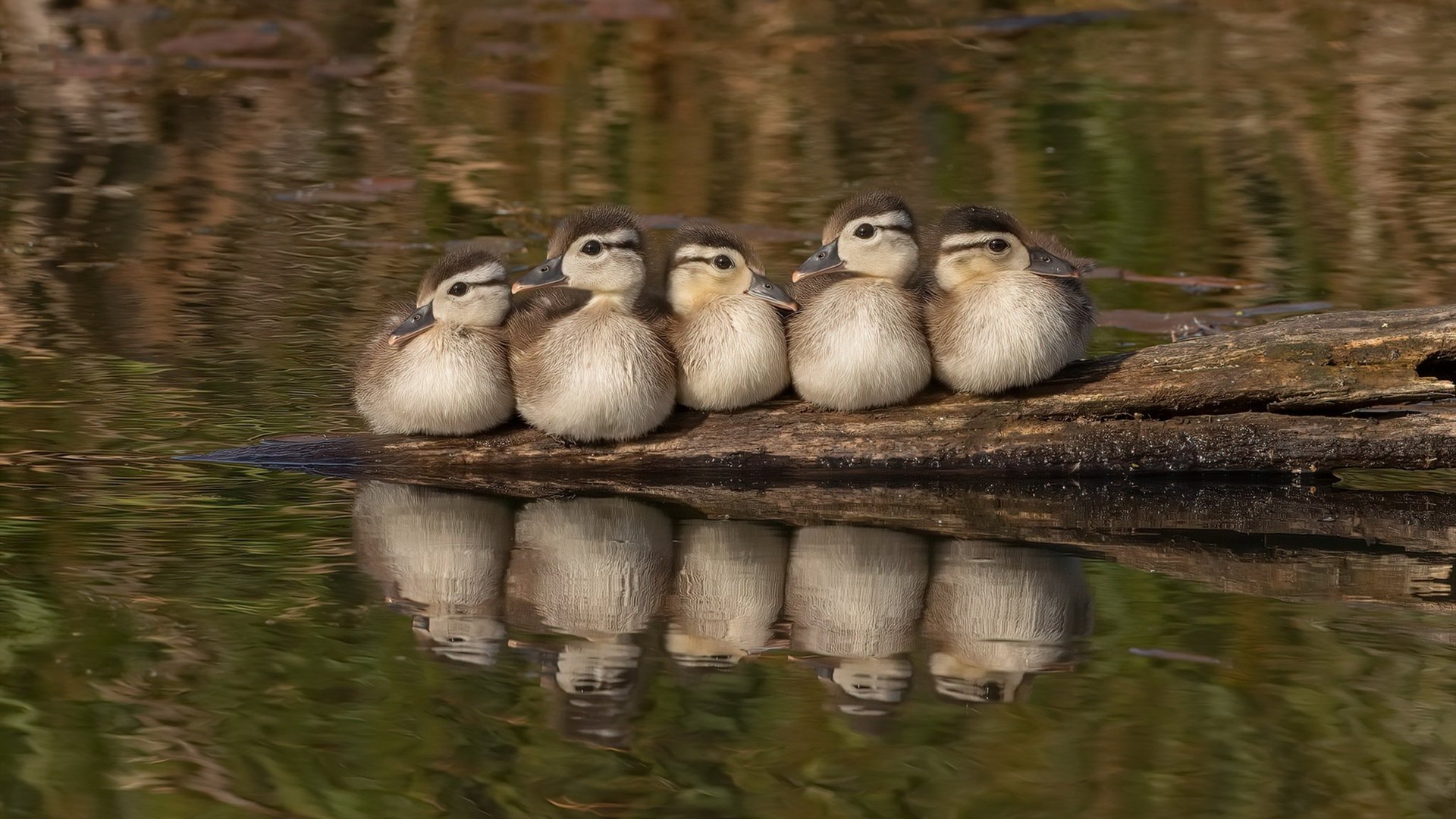 篮球运动员训练中的动机激发研究,篮球运动员如何发展力量