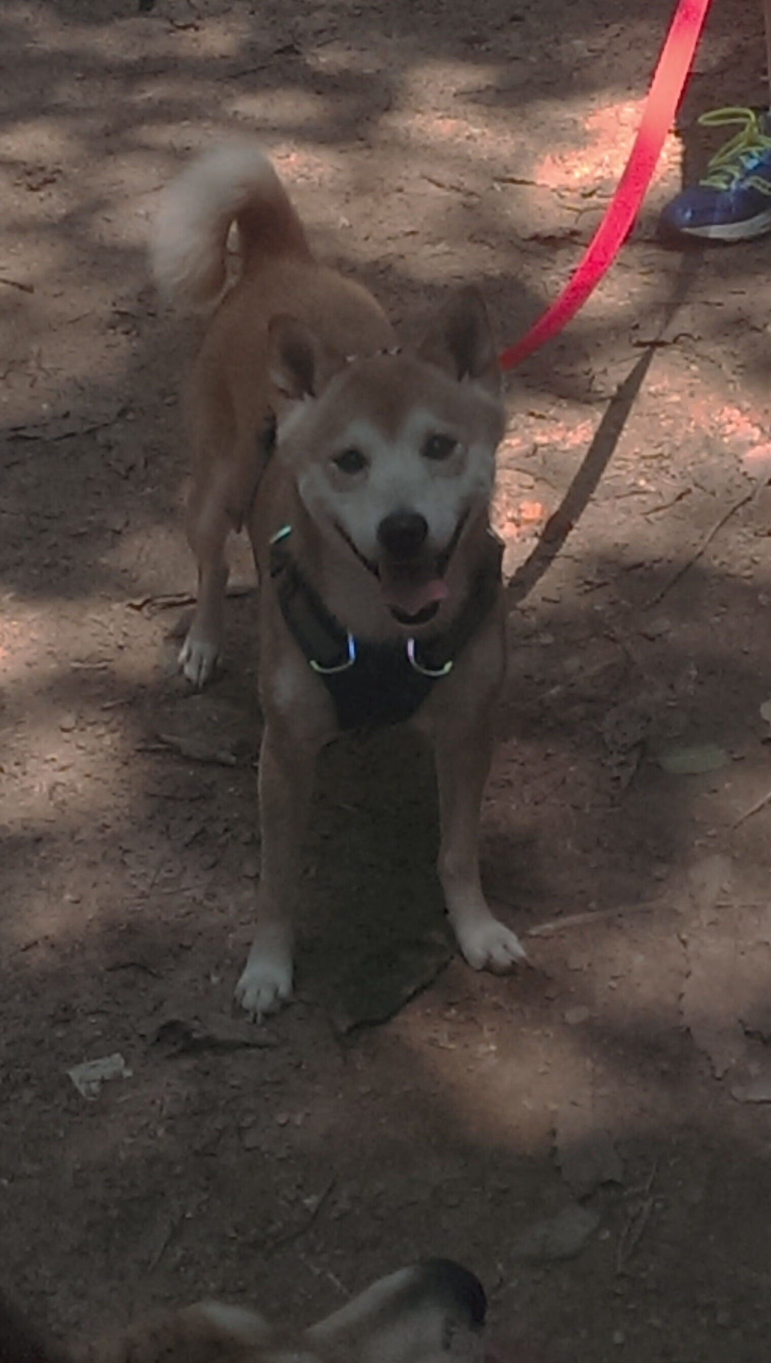 中国三人篮球女队强化篮板球控制,中国三人女篮规则
