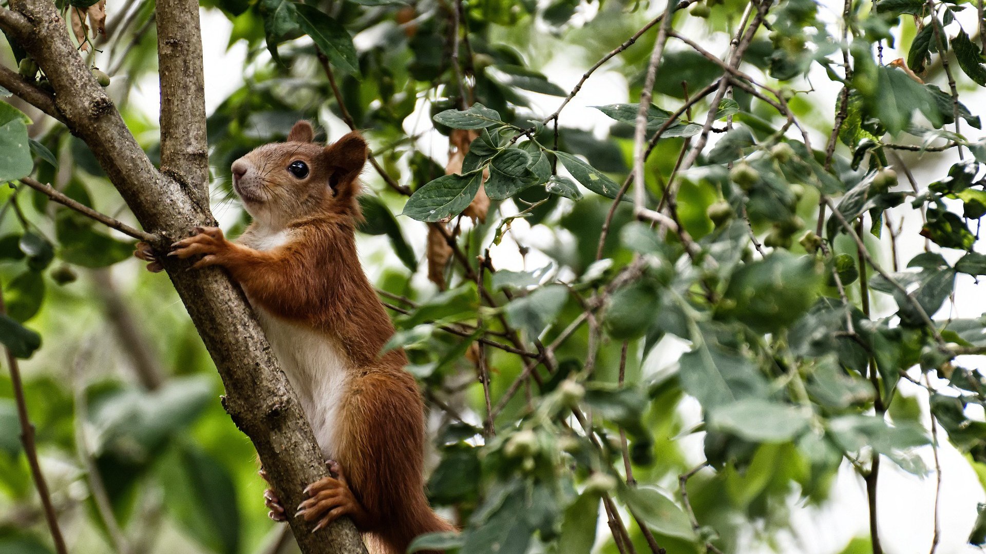 五大联赛是否正在建立多点得分结构避免单点爆破失灵，五大联赛点球
