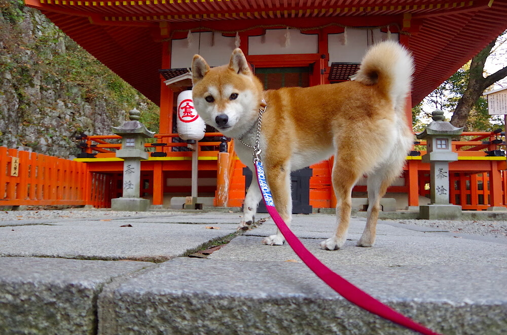 乐鱼娱乐app-战队积分排名胶着每场比赛都关乎晋级命运，战队赛积分有什么用