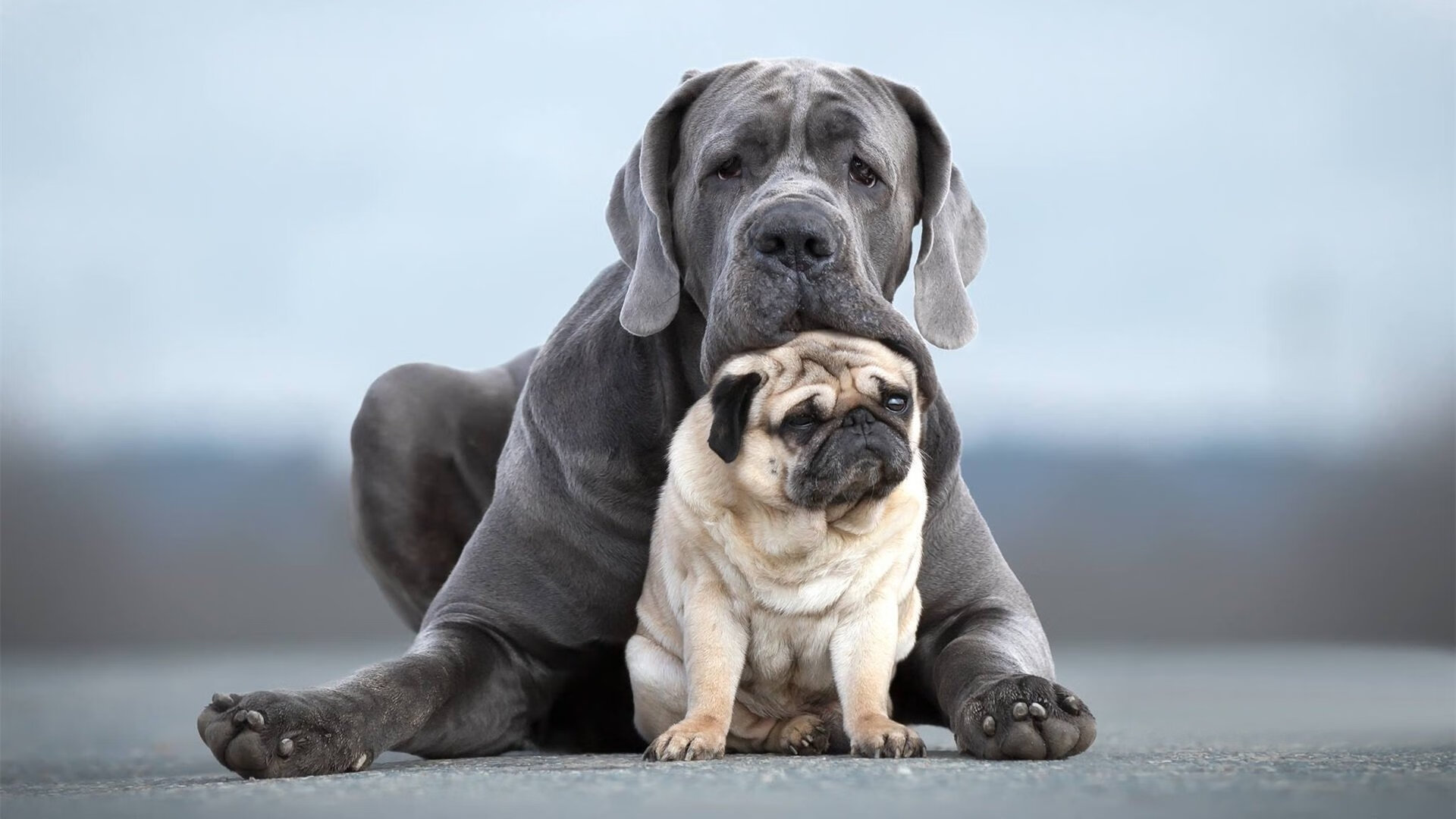 男子接力收官 美国再添一金,美国4×100男子接力赛