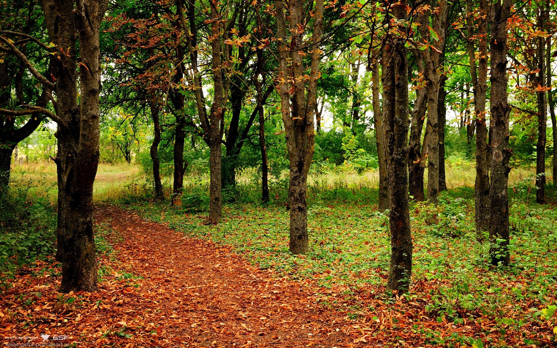 自由泳新老交替顺利,自由泳整体配合视频
