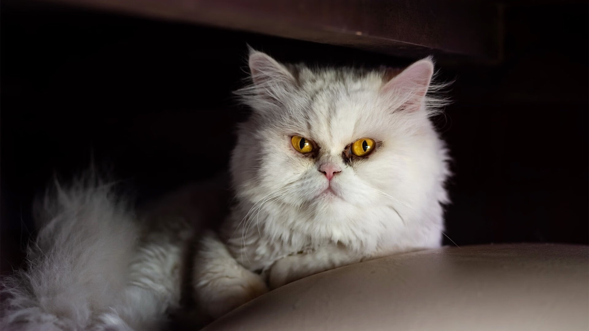 乐鱼vip-雷恩整体压迫形成持续场面优势，雷恩511