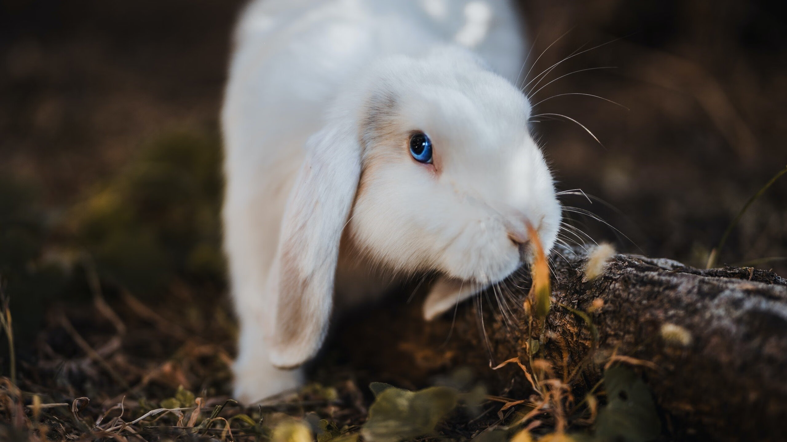 APP下载 LY Sports-杰克·阿莱克西决赛表现成为焦点话题，杰克 克莱娜