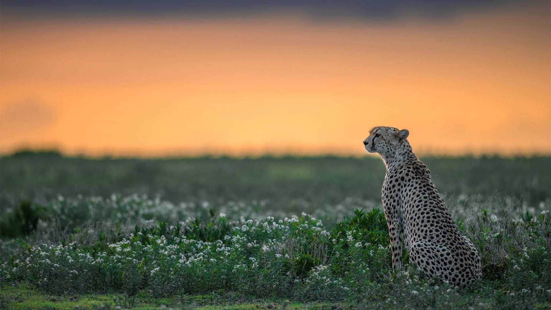 瑞·弗兰:全黑队的“全能球员”,攻守兼备