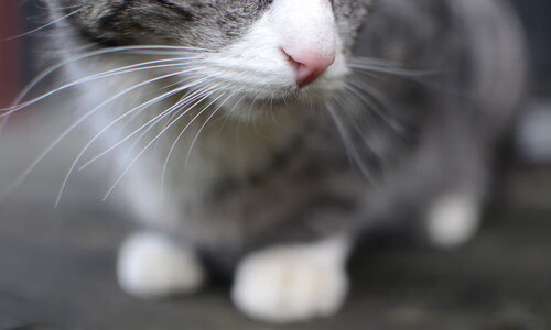 乐鱼体育平台官网-美洲杯VAR判罚回顾与分析，美洲杯有vr吗